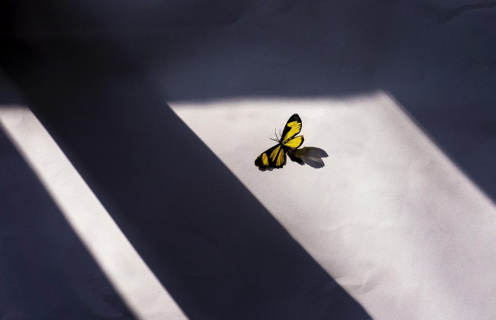 window screen with fine mesh blocking insects, natural daylight