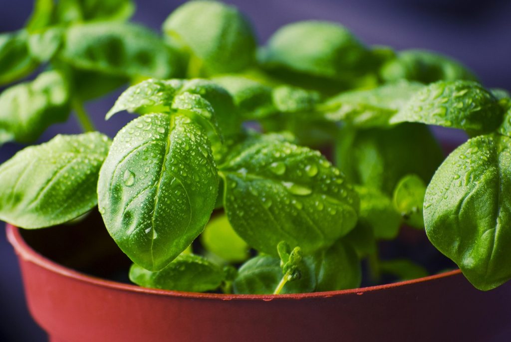 fresh basil plant placed near kitchen sink on windowsill