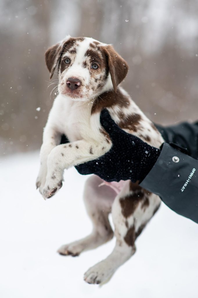 rubber glove removing pet hair from sofa