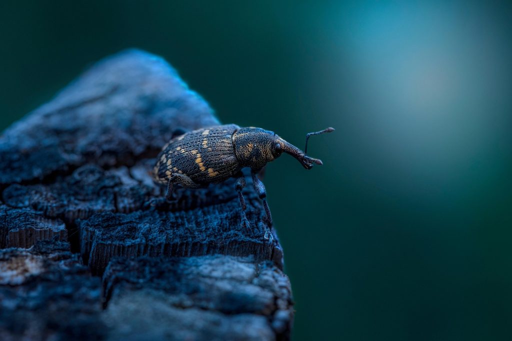 rice weevil close-up macro photography