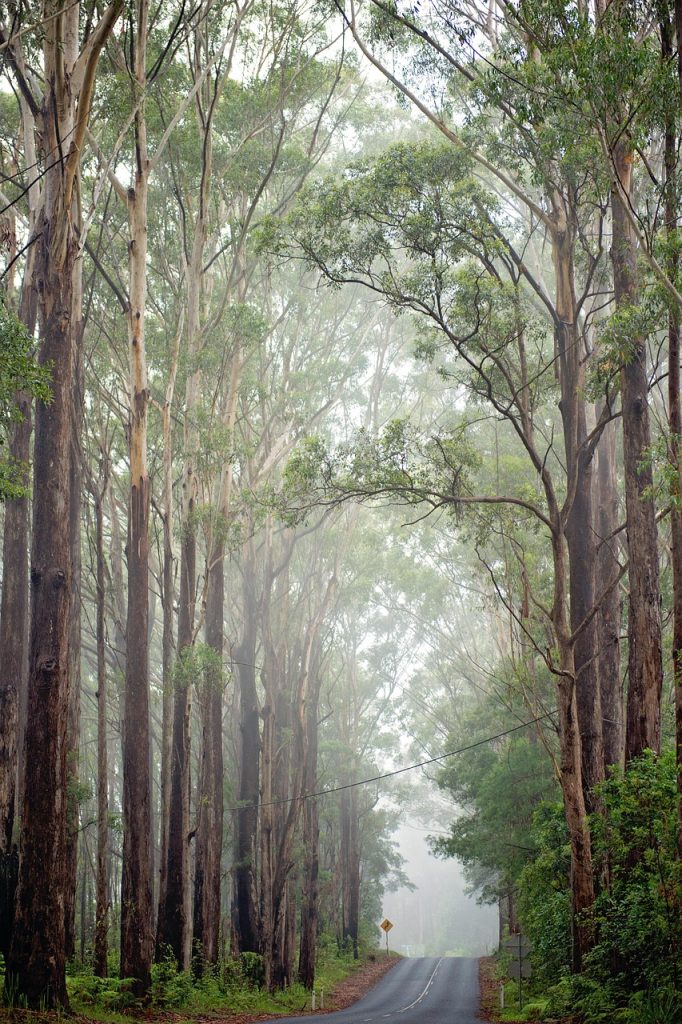 ultrasonic diffuser with eucalyptus oil mist in a dim room